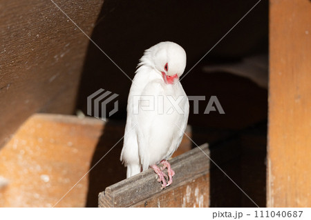 縦に伸びる白文鳥 縦に伸びる白文鳥 111040687
