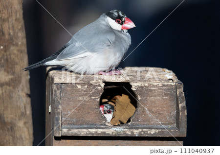 巣箱と並文鳥 111040937