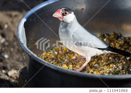 食事中の並文鳥 111041068