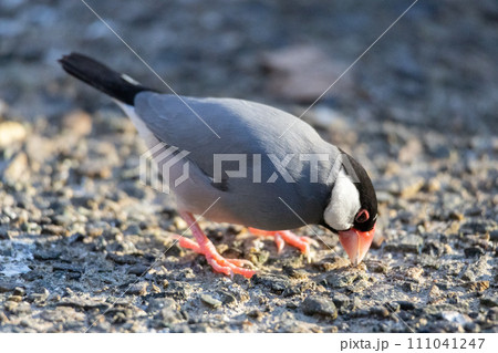 地面を見つめる並文鳥 地面を見つめる並文鳥 111041247