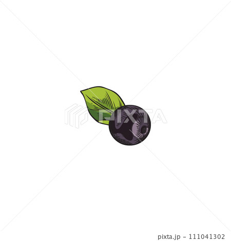 Hand drawn colorful acai berry with leaf sketch style 111041302