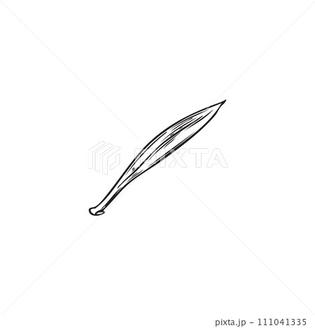 Acai one leaf, herbal tea foliage, vector engraved hand drawn botanical floral element of agricultural Acai tree Acai one leaf, herbal tea foliage, vector engraved hand drawn botanical floral element of agricultural Acai tree 111041335