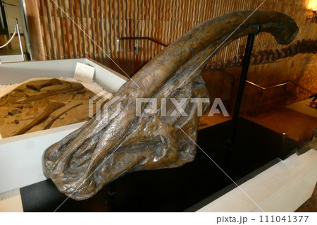岩手県立博物館の後期白亜紀のとさかの付いた草食恐竜のパラサウロロフスの頭骨 111041377