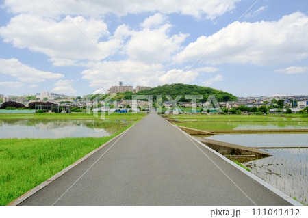早渕川沿いの田んぼ 111041412
