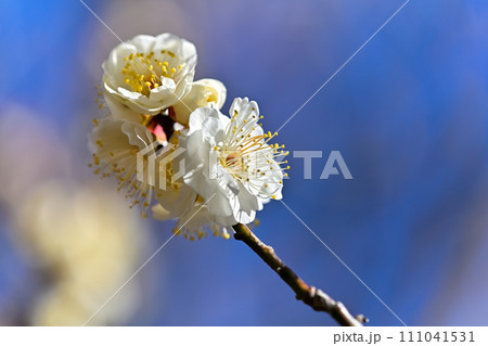 白い梅の花 111041531