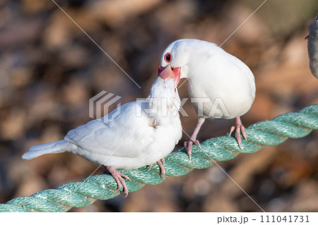 給餌中の白文鳥 給餌中の白文鳥 111041731