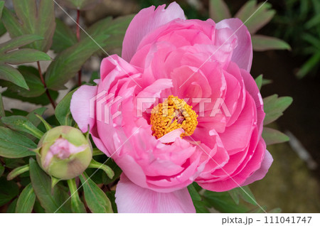 冬ボタン 111041747