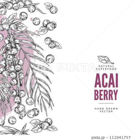Organic acai berries card or banner template, sketch vector illustration. Organic acai berries card or banner template, sketch vector illustration. 111041757