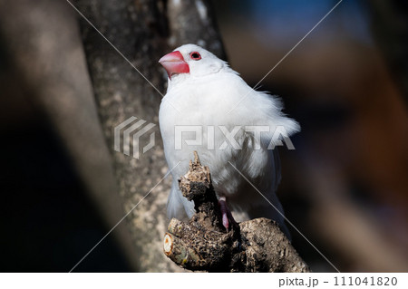 ふわふわの白文鳥 ふわふわの白文鳥 111041820