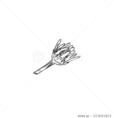 Unopened wildflower sketch, vector illustration, isolated on white. 111041823