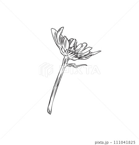 Wildflower sketch, vector illustration, isolated on white. 111041825