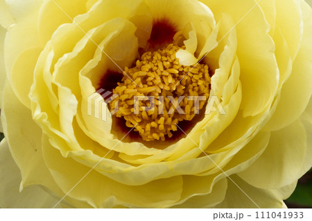 冬ボタン(黄冠 おうかん) 冬ボタン(黄冠 おうかん) 111041933