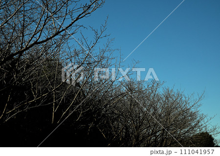 冬枯れした木々と青空 冬枯れした木々と青空 111041957