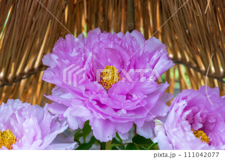 冬ボタン（鎌田藤   かまたふじ） 111042077