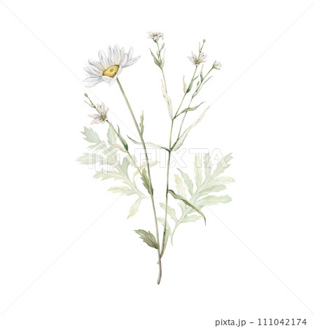 Watercolor Daisy and tansy. Hand drawn illustration of Chamomile and little stellaria holostea . bouquet of white blossom flowers on isolated background. Drawing botanical. Painted wildflowers. Watercolor Daisy and tansy. Hand drawn illustration of Chamomile and little stellaria holostea . bouquet of white blossom flowers on isolated background. Drawing botanical. Painted wildflowers. 111042174