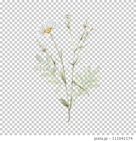 Watercolor Daisy and tansy. Hand drawn illustration of Chamomile and little stellaria holostea . bouquet of white blossom flowers on isolated background. Drawing botanical. Painted wildflowers. Watercolor Daisy and tansy. Hand drawn illustration of Chamomile and little stellaria holostea . bouquet of white blossom flowers on isolated background. Drawing botanical. Painted wildflowers. 111042174