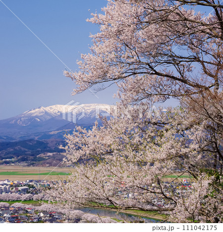 桜と蔵王連峰（宮城県） 111042175