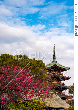 梅の木と多重塔(ボタン苑の中からみた風景の一部) 梅の木と多重塔(ボタン苑の中からみた風景の一部) 111042271