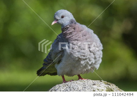 Stock dove (Columba oenas) sitting at a rock in the Netherlands Stock dove (Columba oenas) sitting at a rock in the Netherlands 111042494