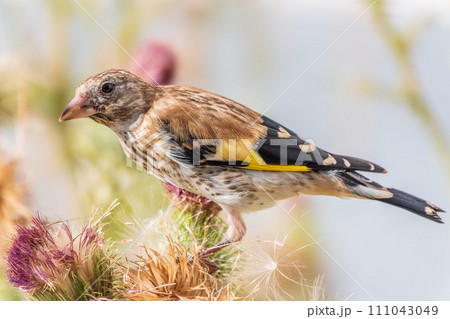 European goldfinch with juvenile plumage, feeding on the seeds of thistles. Carduelis carduelis. 111043049