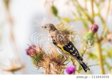 European goldfinch with juvenile plumage, feeding on the seeds of thistles. Carduelis carduelis. European goldfinch with juvenile plumage, feeding on the seeds of thistles. Carduelis carduelis. 111043050