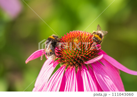 A closeup shot of a bee collecting pollen on a purple echinacea flower 111043060