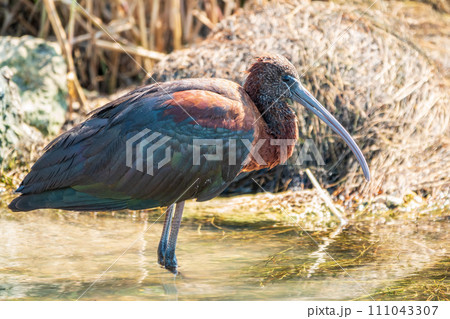 The glossy ibis, latin name Plegadis falcinellus, searching for food in the shallow lagoon. The glossy ibis, latin name Plegadis falcinellus, searching for food in the shallow lagoon. 111043307