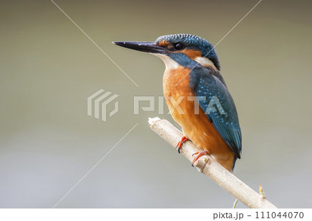 Male common kingfisher (Alcedo atthis) on a branch 111044070