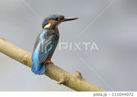 Male common kingfisher (Alcedo atthis) on a branch 111044072