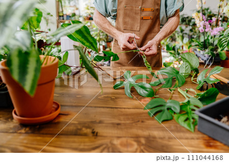 Young man florist cuts monstera plant with scissors. Male hands and care for home plants for planting in a flower pot 111044168