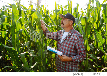 Farmer standing in corn field examining crop. Harvest care concept. Farmer standing in corn field examining crop. Harvest care concept. 111044188