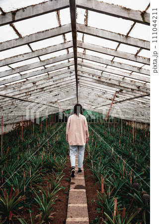 Rear view of young adult inside a pineapple Greenhouse in plantation at Sao Miguel island Rear view of young adult inside a pineapple Greenhouse in plantation at Sao Miguel island 111044211