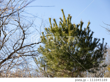 多摩動物公園の松の木 111045189