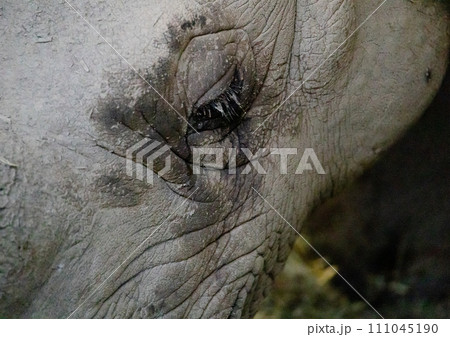 多摩動物公園のサイの目 多摩動物公園のサイの目 111045190