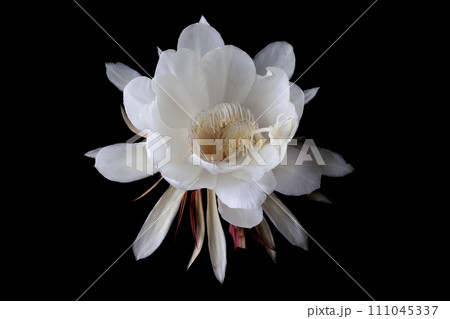 Flower Epiphyllum anguliger isolated on black background. isolate. Flower Epiphyllum anguliger isolated on black background. isolate. 111045337