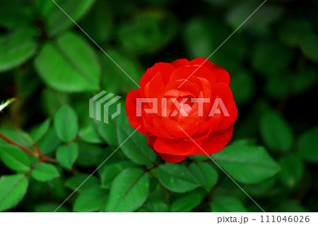 赤く鮮やかな一輪のバラの花 111046026