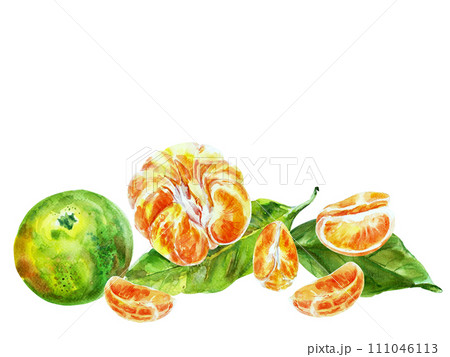 Paint of orange fruit with leaves. Watercolor hand-drawn elements. Isolated on white background. Delicious fruit clip-art illustration. Used on labels, napkins, towels, tableware, package 111046113