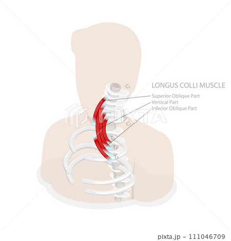 3D Isometric Flat Conceptual Illustration of Longus Colli Muscle 3D Isometric Flat Conceptual Illustration of Longus Colli Muscle 111046709