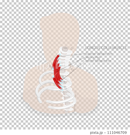 3D Isometric Flat Conceptual Illustration of Longus Colli Muscle 3D Isometric Flat Conceptual Illustration of Longus Colli Muscle 111046709