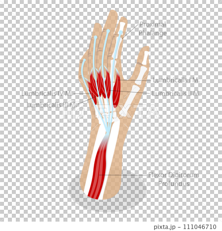 3D Isometric Flat Conceptual Illustration of Lumbricals Muscles 3D Isometric Flat Conceptual Illustration of Lumbricals Muscles 111046710