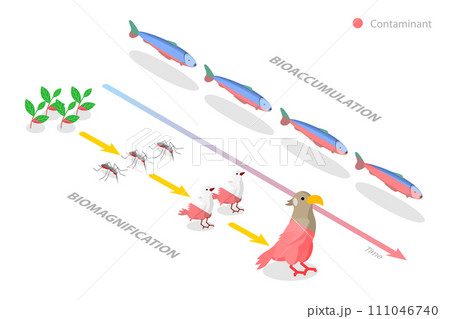 3D Isometric Flat  Conceptual Illustration of Difference between Bioaccumulation and Biomagnification 111046740