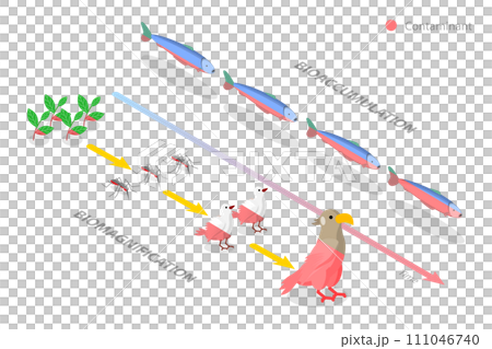 3D Isometric Flat  Conceptual Illustration of Difference between Bioaccumulation and Biomagnification 111046740