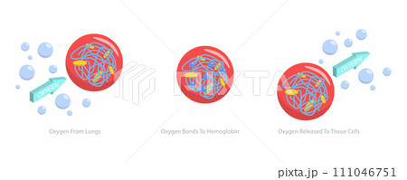 3D Isometric Flat  Conceptual Illustration of Oxygen Transportation 111046751