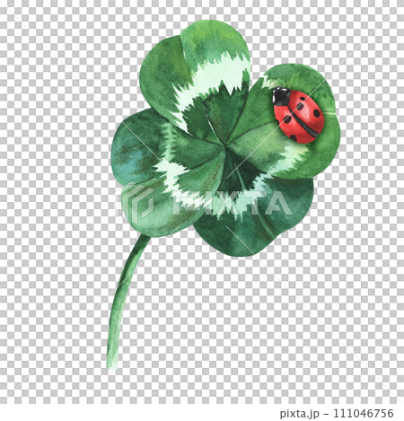 Four-leaf clover with ladybug on it. Watercolor illustration isolated on white background. Saint St Patrick Day good luck symbol. For decoration, flyers, design 111046756