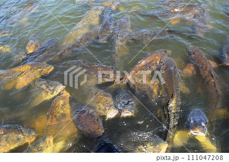 池で泳ぐ鯉 池で泳ぐ鯉 111047208