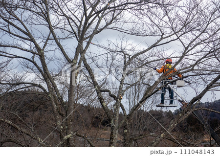 高所作業車で枝の剪定作業を行う人 111048143