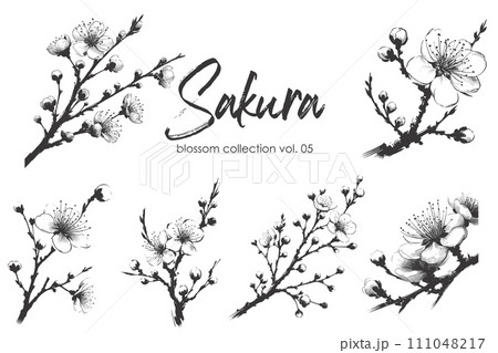 Cherry flower blossom collection. Spring...のイラスト素材 [111048217] - PIXTA