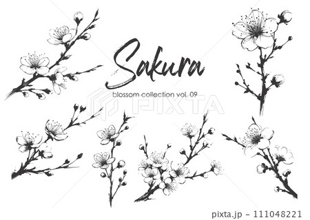 Cherry flower blossom collection. Spring almond, sakura, apple tree branch, hand draw doodle vector illustration. Cute black ink art, isolated on white background. Realistic floral bloom sketch. 111048221