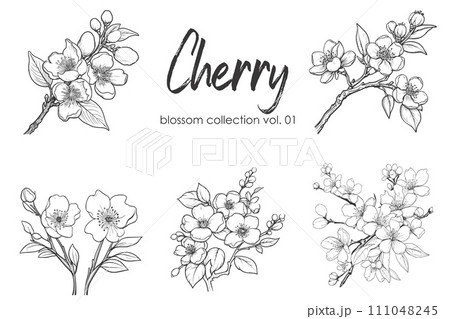 Sakura flower blossom collection. Spring almond, sakura, apple tree branch, hand draw doodle vector illustration. Cute black ink art, isolated on white background. Realistic floral bloom sketch. 111048245