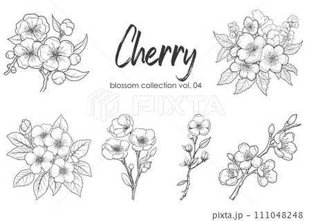Sakura flower blossom collection. Spring almond, sakura, apple tree branch, hand draw doodle vector illustration. Cute black ink art, isolated on white background. Realistic floral bloom sketch. 111048248